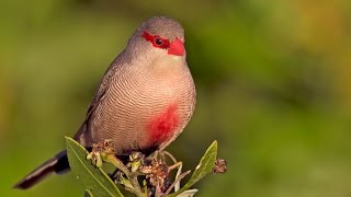 شمعي المنقار العربي القزم waxbill [upl. by Theodoric]