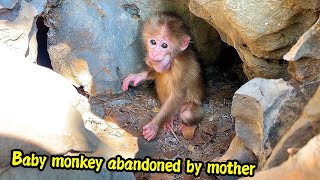 The poor baby monkey was afraid of being abandoned by its mother on the mountain starving for milk [upl. by Ahsien]