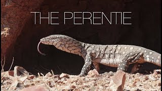 The Perentie  Australia’s largest lizard [upl. by Eidua]