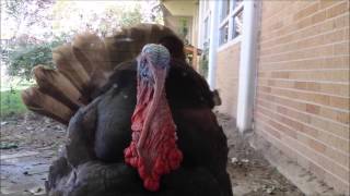 3 Little Turkeys  Best Turkey Song Ever Credits Mark Woolf [upl. by Ramberg]