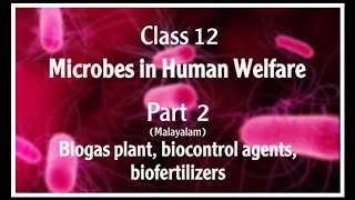 CLASS12 MICROBES IN HUMAN WELFARE PART2MALAYALAMBIOGASPLANT BIOCONTROL AGENTS BIOFERTILIZERS [upl. by Ardnaskela998]