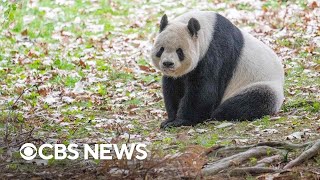 3 giant pandas at National Zoo return to China after 23 years in US [upl. by Macleod]