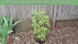 Planting An Elderberry Shrub [upl. by Eisac]