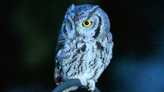 Western ScreechOwl in Backyard at Night [upl. by Laing792]