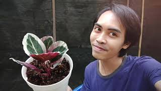 Calathea Cynthia Review  apakah Roseopicta Cyntia pink [upl. by Stanzel]