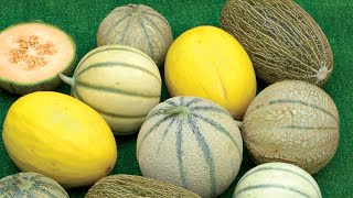 Culture des melons et courgettes grimpantes [upl. by Eelsha]