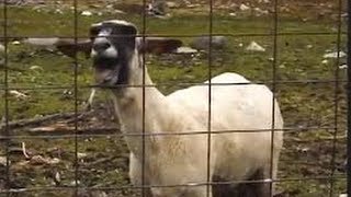 Screaming Goat Hornbach Commercial 2013 [upl. by Bouchier433]