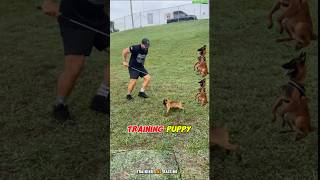 Training Belgian Malinois Tips for Success BelgianMalinois DogTraining DogLovers TrainingTips [upl. by Hoye]