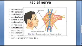 Surgery 311 Surgical Anatomy Parotid Gland Stenson Duct Facial Nerve Faciovenous line Patey Frey [upl. by Aniras]