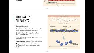 93  Microanatomy of Skeletal Muscle Fibers [upl. by Heathcote]