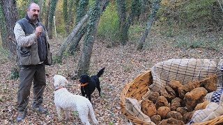 Come CERCARE TARTUFI nelle Crete Senesi  TARTUFO BIANCO [upl. by Nameerf]