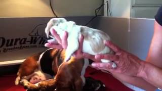 Bellas newborn basset hound pups [upl. by Xonk148]