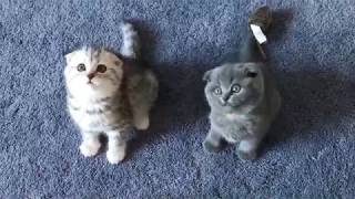 Scottish Fold Kittens Playing [upl. by Ardnot236]