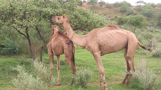 beautiful camel of desert ll camel animal video ll camel groups ll animals camel camellife [upl. by Carrington313]