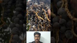 Acai berry picking tropical fruits harvasting அகாய்யா பழம் 👍 tropicalfruit tropicalfruit farming [upl. by Nilatak917]