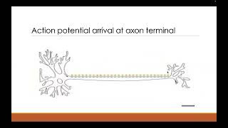 NMJ Excitation Contraction and Coupling [upl. by Anorahs]