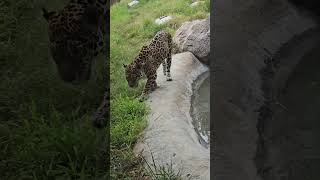 Jaguar lazoo shortsyoutube [upl. by Vonni]