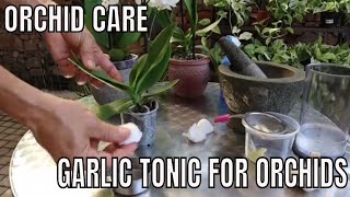 How to Save your orchids with a Garlic Tonic [upl. by Adnor473]