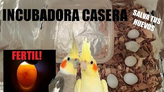 INCUBADORA🐣casera para HUEVOS de NINFAScanarios periquitos Animalejos [upl. by Fording618]