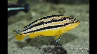 Melanochromis auratus Chidunga Rocks [upl. by Aneleh]