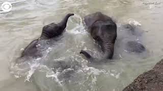 Young elephant goes swimming for the first time at Houston Zoo [upl. by Epul]