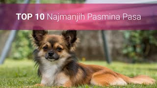 Najmanji Psi Na Svijetu  TOP 10 Malih Pasmina Pasa Sa Slikama 🐩 [upl. by Adnuahsor494]