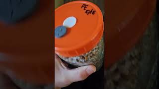 Fastest growing mycelium ever youtubeshorts youtube vlog update food diy amazing new news [upl. by Anitsirhcairam]