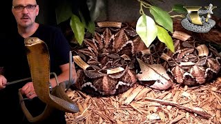 The Ultimate Snake Showdown King Cobra vs Gaboon Viper [upl. by Hagai386]