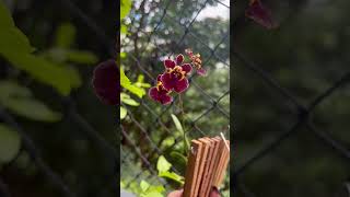 Oncidium Equitante Tolumnia blossom orchid oncidium oncidiumequitante tolumnia flower [upl. by Yelsna]