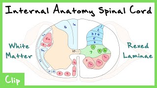 Internal Anatomy Of The Spinal Cord Explained Rexed Laminae amp White Matter Tracts  Clip [upl. by Aik496]