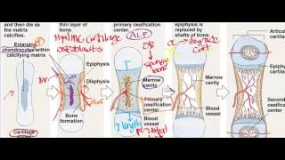 Endochondral Ossification [upl. by Roede]