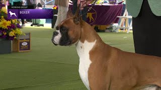 Boxers  Breed Judging 2023 [upl. by Aylmer]