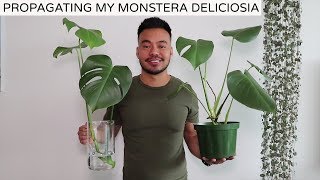 Propagating My Monstera Deliciosa  Houseplant Update Spring 2019 [upl. by Mayne77]