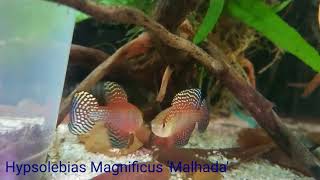 Hypsolebias Magnificus Malhada [upl. by Orvah466]