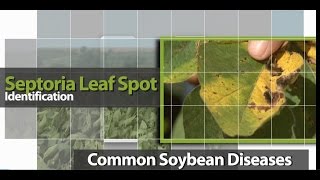 Identifying Septoria Leaf Spot Brown Spot in Soybean [upl. by Esalb]