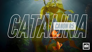 Canon EOS R5 Underwater in 4K at Catalina Island [upl. by Aiceled314]