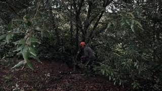 Uplifting an Quercus ilex  Burncoose Nurseries [upl. by Yenahpets]