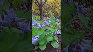 Bluebell Flowers Eye Popping Blue In Early Spring [upl. by Oyek601]