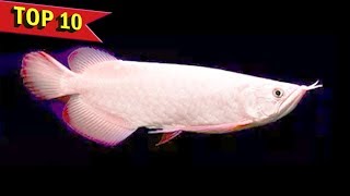 Top 10 Expensive Arowana Fish Varieties [upl. by Eninnaej]