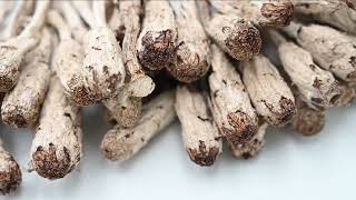 Coprinus comatus as pure organic Vital Mushroom [upl. by Tanaka]