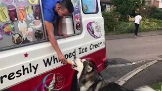 Alaskan Malamute Mishka Waits For The Ice Cream Van [upl. by Kcinimod]