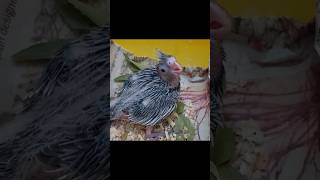 Cockateil Growth Stages🐣30 days in 20 seconds shorts shortvideo cockatielbird dohaspets [upl. by Piwowar971]