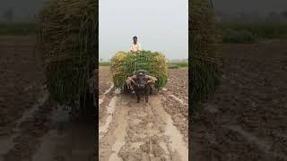 bull cartbuffalo bull cart Pakistan village videos [upl. by Morley]