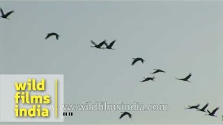 A flock of Common Cranes in Gujarat [upl. by Cupo]