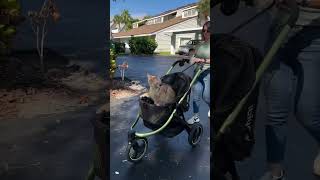 Beast Cat Jogging Stroller 3Wheel AllTerrain w Double Breaks Best Large Stroller for Running [upl. by Trocki742]