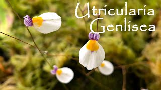 UTRICULARIA E GENLISEA  SCOPRIAMO QUESTE DUE AFFASCINANTI PIANTE CARNIVORE [upl. by Yojal]