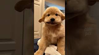 Cute pet P16 pets pet shorts video [upl. by Serle]