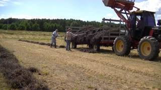 Planting Cranberry Vines quotPart 2 of 3quot [upl. by Davena221]