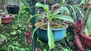 HIGHLIGHT NEPENTHES  KANTONG SEMAR HYBRID LOWII X VENTRICOSA  PETER D’AMATO [upl. by Hal]