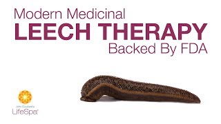 Modern Medicinal Leech Therapy Backed by FDA  John Douillards LifeSpa [upl. by Uticas]